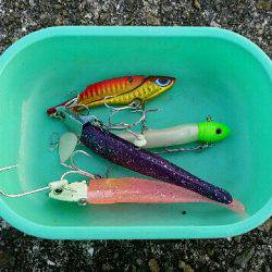 南甲子園浜。今日もタチナブラ。引き続き好調です。